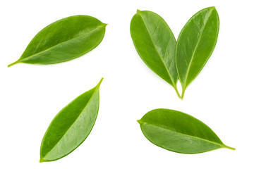 a group of beautiful wide leaves on white