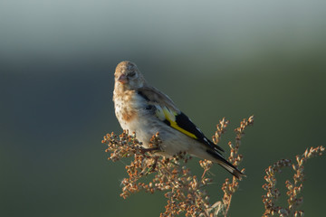 European goldfinch bird sits on thistle straw