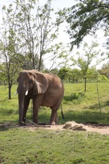 Fototapeta na wymiar Zoo elephants