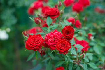 Beautiful nature floral romantic background - bright red roses bloom in the green garden in summer. Close-up. Love concept- flower postcard. Selective focus