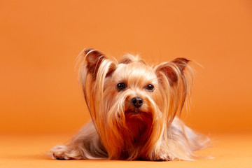 Yorkshire terrier