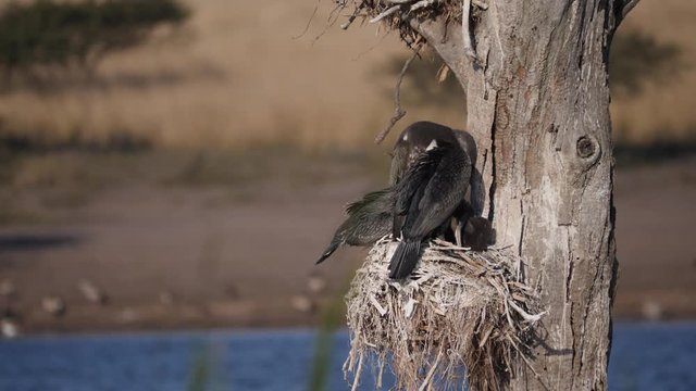 White-Crested cormorant 