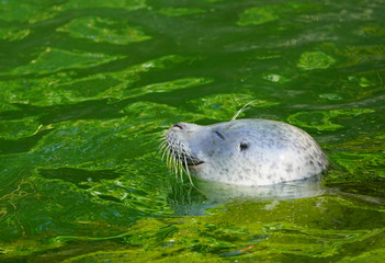 Fototapeta premium Close-up head of a seal with whiskers in green and blue water