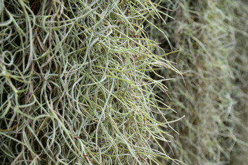 Spanish moss or Spanish moss or Tillandsia usneoides nature background,blured nature wallpaper 