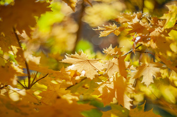 Fototapeta premium Yellow autumn colors of foliage. Branch with yellow leaves on a blurred background. Copy space. Background. Blur