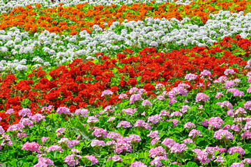 perfect field of flowers