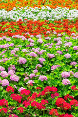 perfect field of flowers