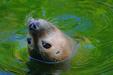 Obraz premium Close-up head of a seal with whiskers in green and blue water