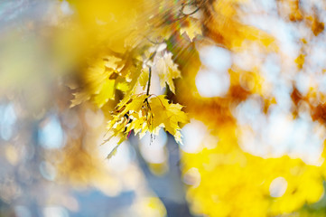 Yellow autumn colors of foliage. Branch with yellow leaves on a blurred background. Copy space. Background. Blur. Noise