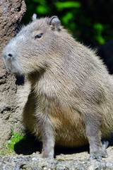 View of a Capybara (Hydrochoerus hydrochaeris)