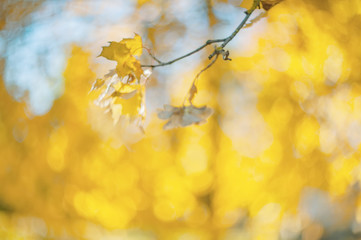 Yellow autumn colors of foliage. Branch with yellow leaves on a blurred background. Copy space. Background. Blur. Noise