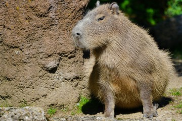 View of a Capybara (Hydrochoerus hydrochaeris)