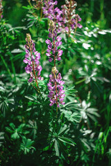 A field of lupins with pink flowers. Purple and pink Lupin in the meadow. Pink inflorescences of lupine. Retro look
