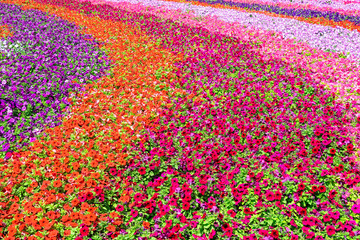 perfect field of flowers