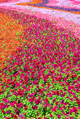 perfect field of flowers