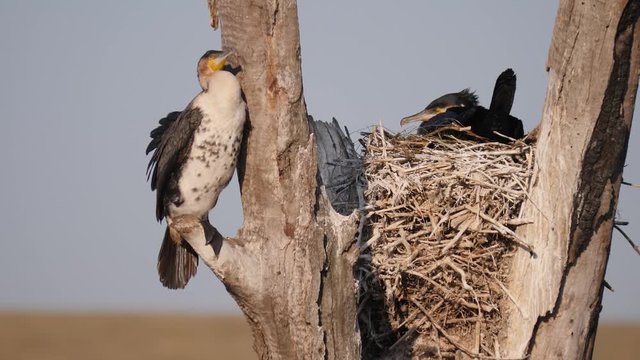 White-Crested cormorant 