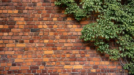 Fotobehang Bakstenen muur Klimplant, groene klimop of wijnstok die groeit op antieke bakstenen muur van verlaten huis. Retro stijl achtergrond