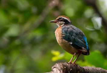 India Pitta bird sitting on the perch of tree with laving green background. The Bird have 9 different colors.