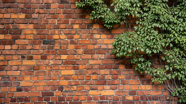 Climbing plant, green ivy or vine plant growing on antique brick wall of abandoned house. Retro style background © zephyr_p