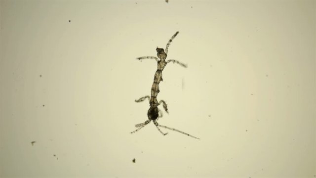 plankton isoplankton of the Black Sea under the microscope. Skeletal shrimp or sea goats, Caprellidae, a family of crustaceans from the order Caprellida, lead a lower lifestyle, omnivores, stand out