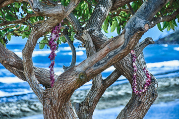 Trees on beach