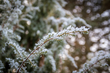 Schnee auf Nadelbaum