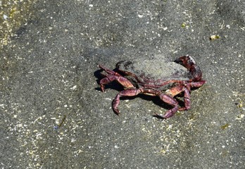 closeup of a dead red crab in the sand on the beach