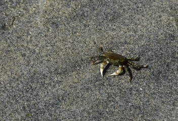 closeup of a small crab in the sand on the beach