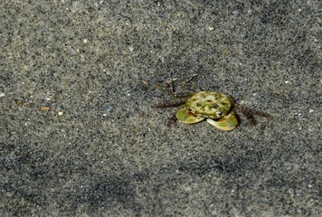 closeup of a small crab in the sand on the beach