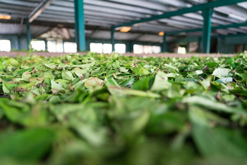 Sri Lanka Tea leaf close up in factory