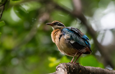 India Pitta bird sitting on the perch of tree with laving green background. The Bird have 9 different colors.