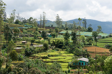 landscape of Sri Lanka tea fields tiers up the mountain