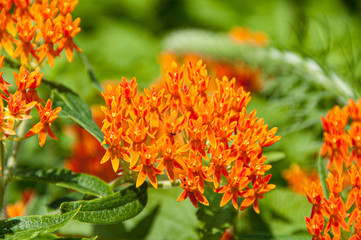 Orange flowers