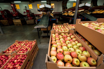 Apples in cardboard boxes at a fruit factory with packing equipment