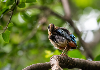 India Pitta bird sitting on the perch of tree with laving green background. The Bird have 9 different colors.