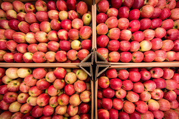 A large number of red apples. Texture. Plural.