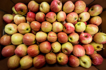 A large number of apples in a cardboard box. Texture (plural, crop, sales, choice - concept)