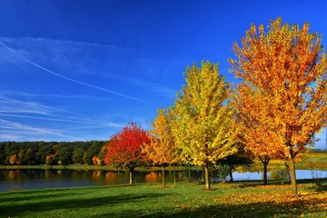 Obraz premium autumn landscape with trees