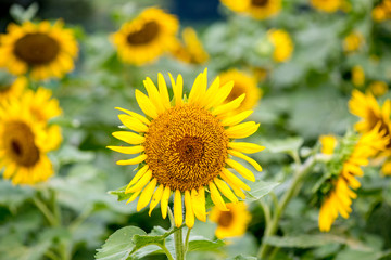 Naklejka premium 長崎鼻のひまわり