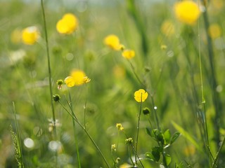 Frühlingswiese mit Butterblumen 