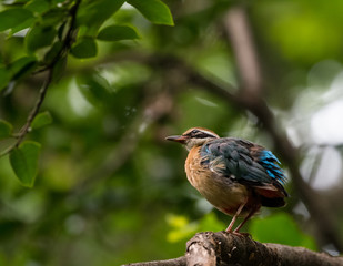 India Pitta bird sitting on the perch of tree with laving green background. The Bird have 9 different colors.