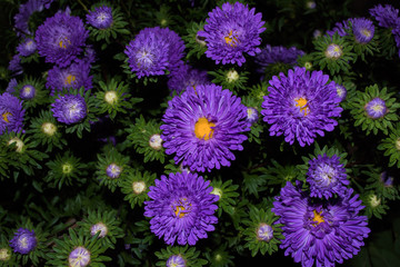 Fototapeta premium Asters flowers. Purples flowers bloom in the garden. Bouquet of asters. Flowers close up. Soft focus.