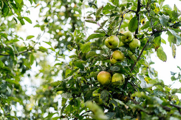 apple tree in an orchard