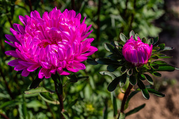 Asters flowers. Asters bloom in the garden. Flowers aster close up. Soft focus.