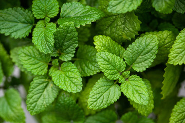 Plakat lemon balm (melissa) herb leaves closeup