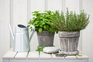 lemon balm (melissa) and thyme herb in flowerpot on balcony