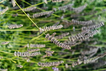 lavender stems isolated on white background