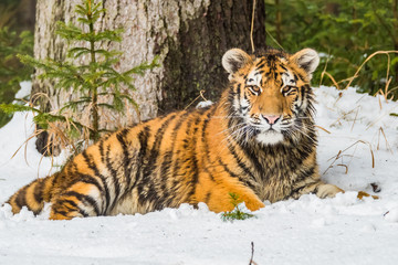 Siberian Tiger running. Beautiful, dynamic and powerful photo of this majestic animal. Set in environment typical for this amazing animal. Birches and meadows