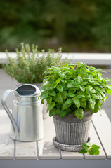 lemon balm (melissa) and thyme herb in flowerpot on balcony