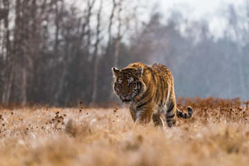 Siberian Tiger running. Beautiful, dynamic and powerful photo of this majestic animal. Set in environment typical for this amazing animal. Birches and meadows